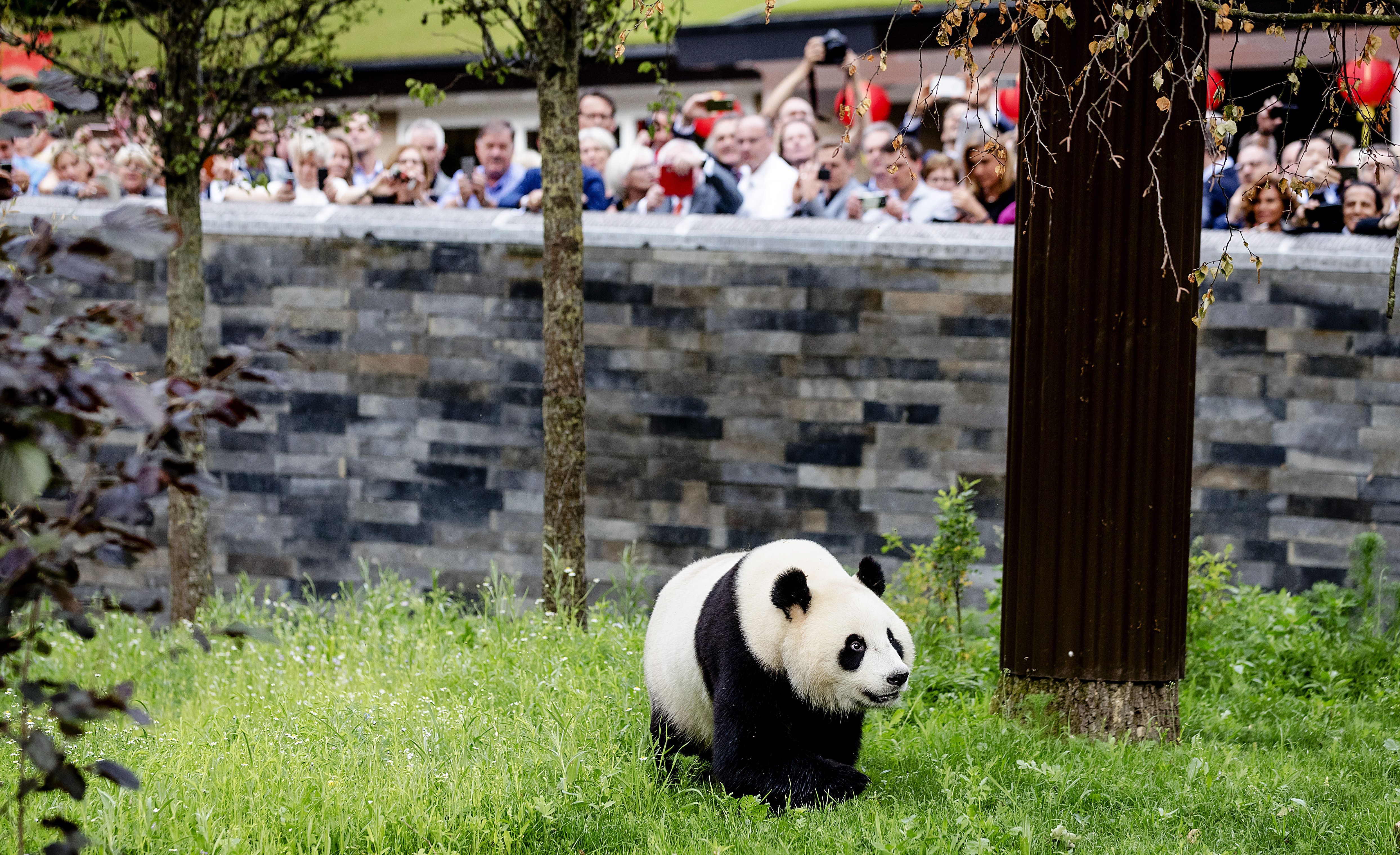 Met deze PRstrategie maakte Ouwehands Dierenpark de panda's tot hype