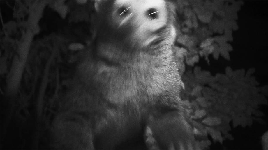 Moord in Artis