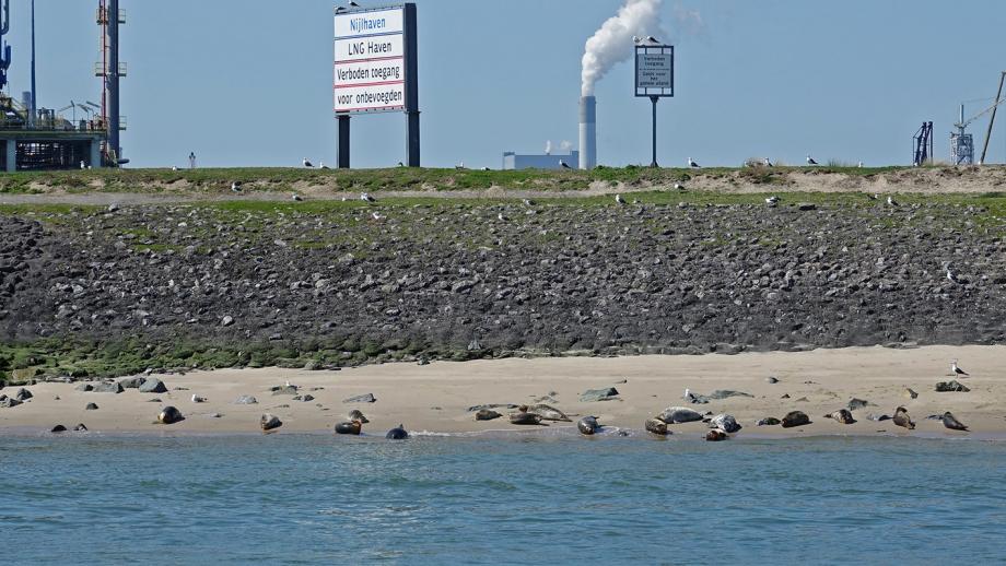 Milieu en haven: Zeehonden bij de Rotterdamse Nijlhaven