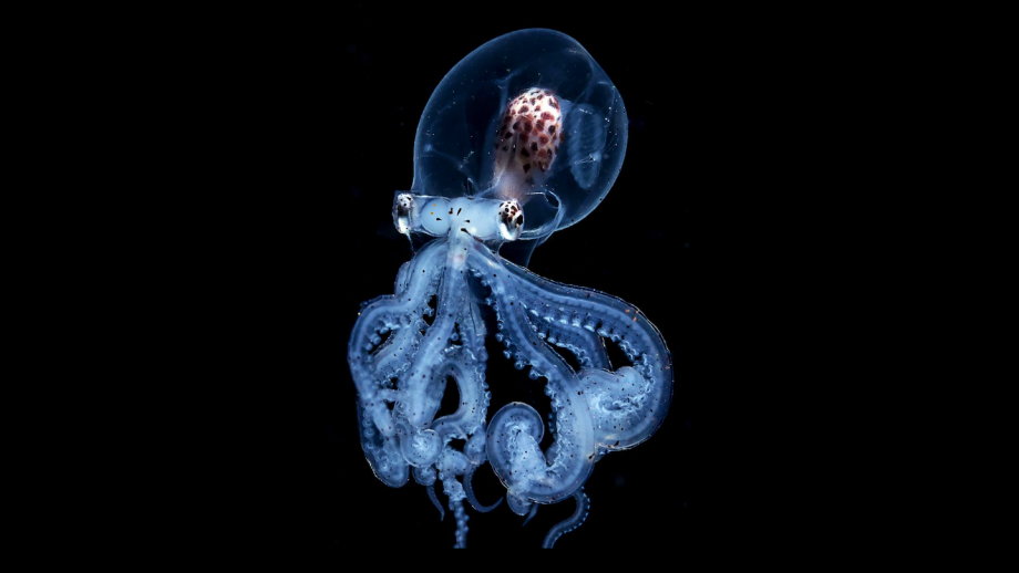 Octopus met doorzichtige kop