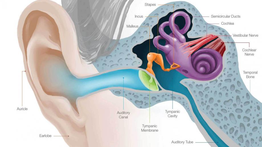 Anatomy Ear