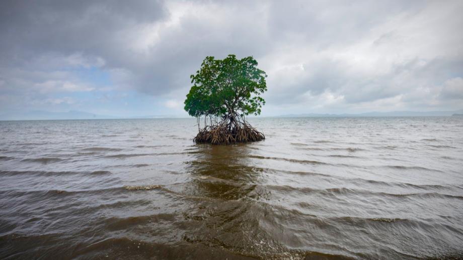 Kadir van Lohuizen - De kustlijn van Vunidogoloa, Fiji (2014)