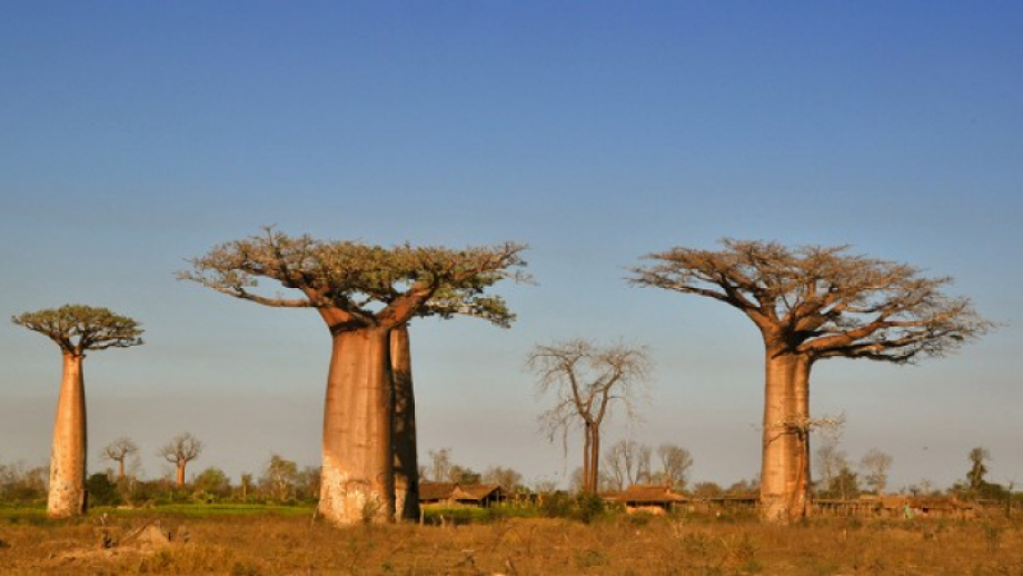 Baobabs