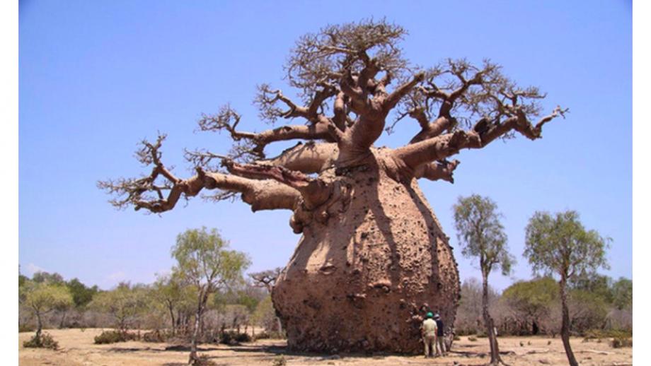 Een baobab