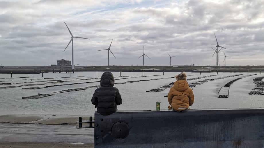 Zeehonden spotten aan de Zeeuwse kust