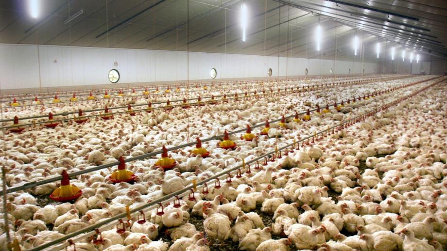 Wereldwijd worden er per jaar 72 miljard kippen gedood