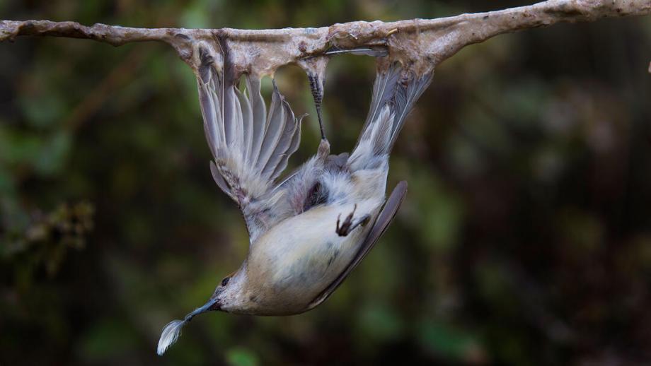 'Deze tropische Zuidoost-Aziatische vogel  landde op een voorgelijmde tak, waar de vogel met de poten en vleugels vast kwam te zitten'