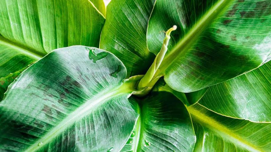 Veel planten, zoals deze bananenplant, hebben een heel complex en slim ontwerp dat an sich al ontzettend kan inspireren
