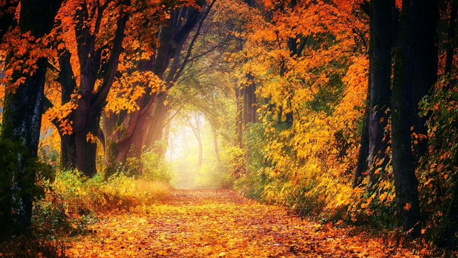 De herfst is een belangrijke voedingsbodem voor ons ecosysteem