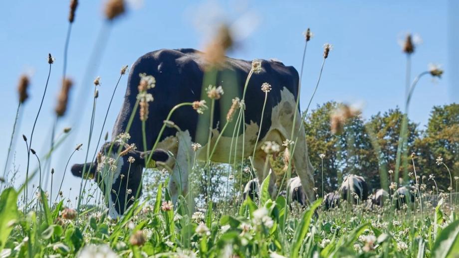 Een koe op de website van FrieslandCampina