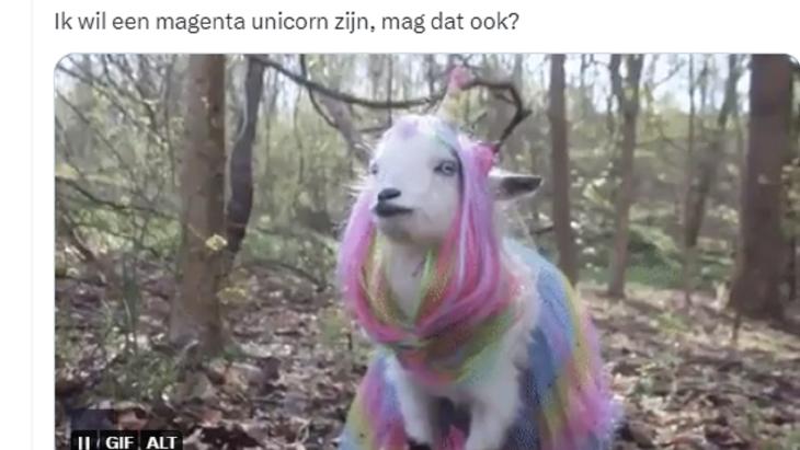 magenta unicorn